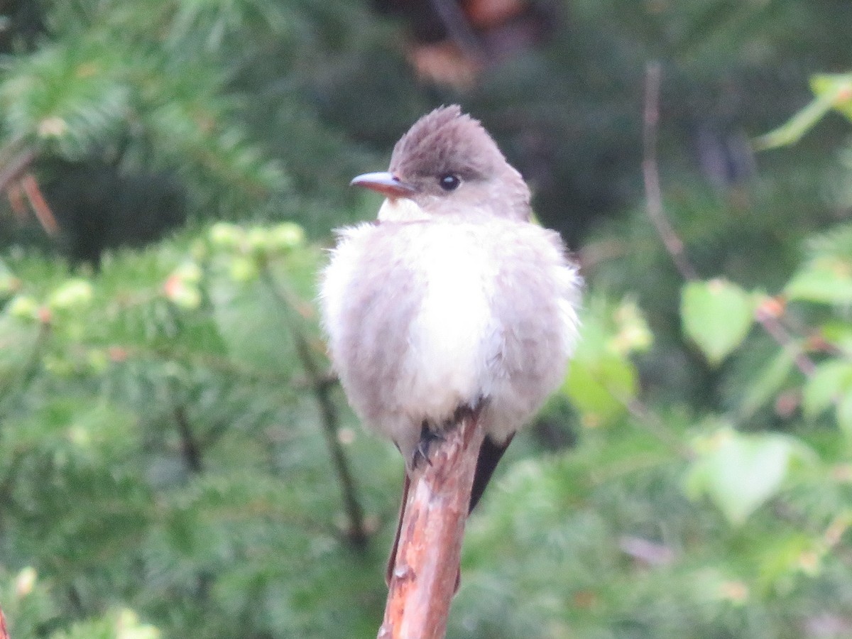 Moucherolle à côtés olive - ML581072701