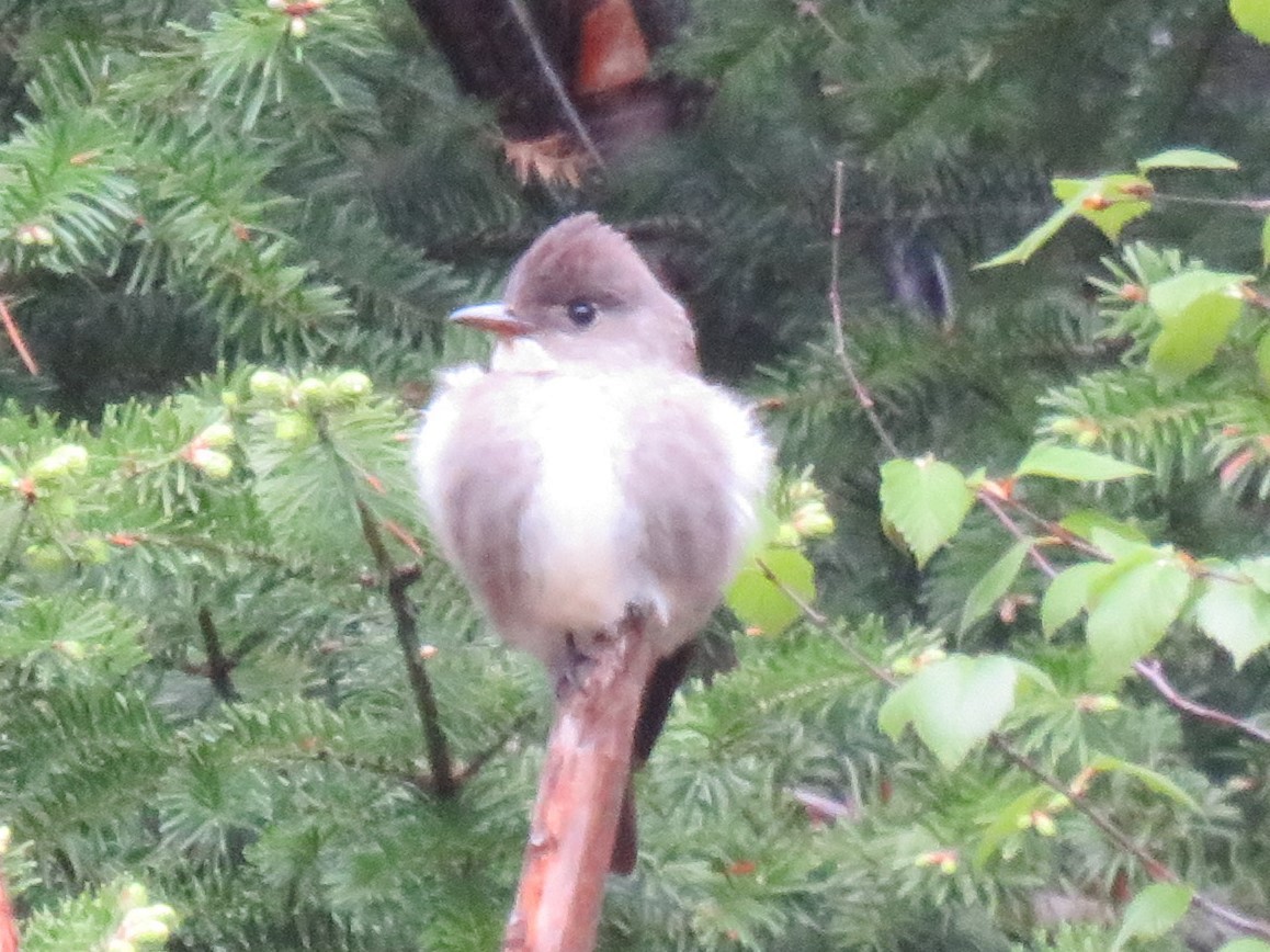 Moucherolle à côtés olive - ML581072711