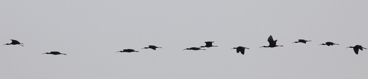 ibis hnědý - ML581072771