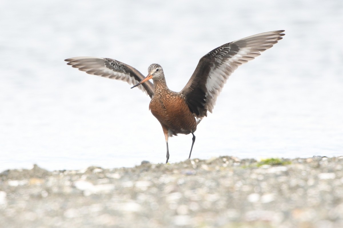 Hudsonian Godwit - ML58107291