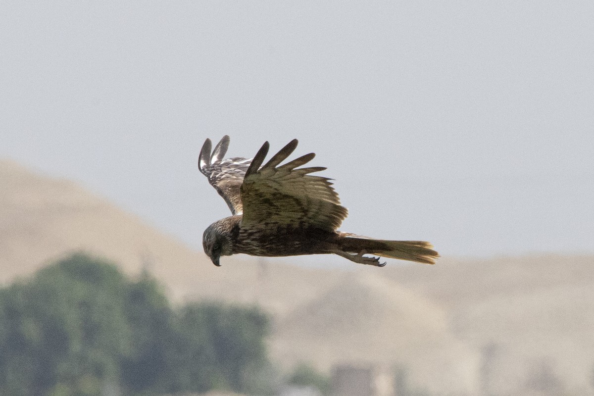 Western Marsh Harrier - Nazes Afroz