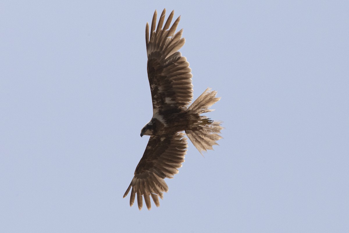 Western Marsh Harrier - ML581072921