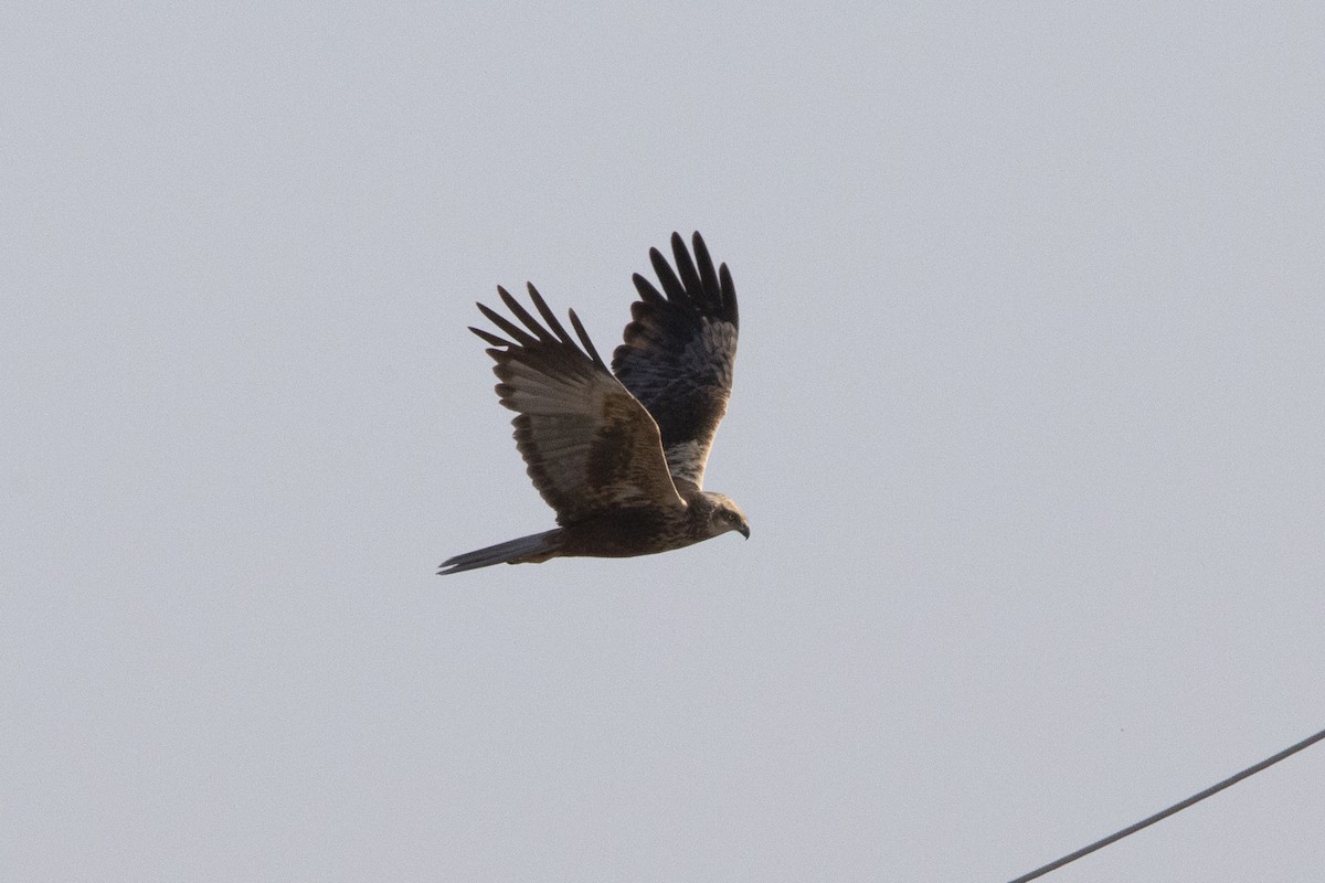 Western Marsh Harrier - ML581072931