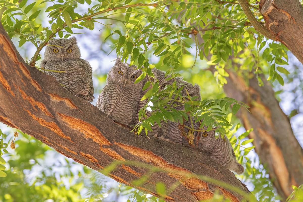 Western Screech-Owl - ML581073271