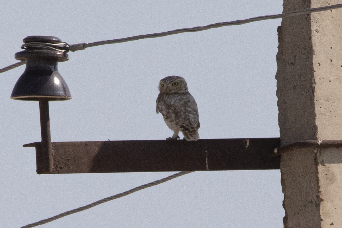 Little Owl - ML581073501