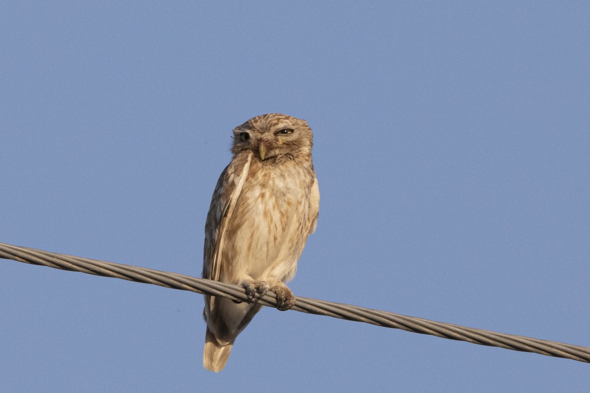 Little Owl - Nazes Afroz