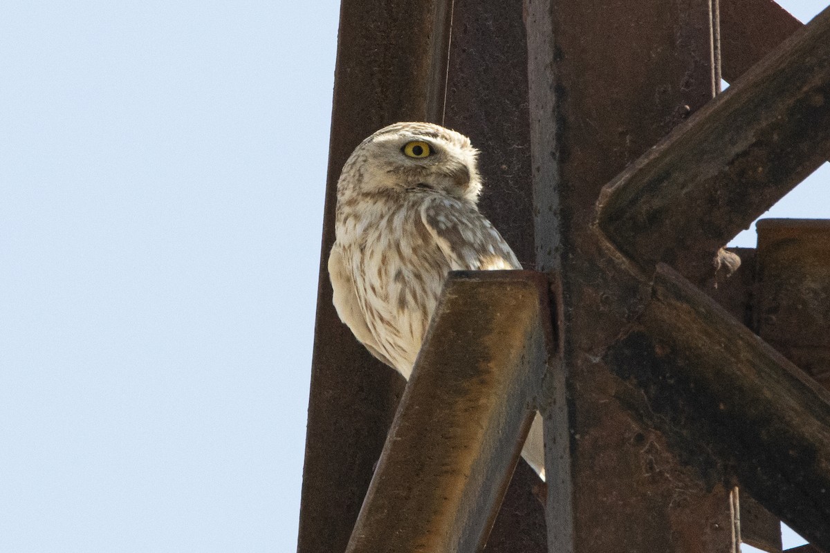 Little Owl - ML581073521