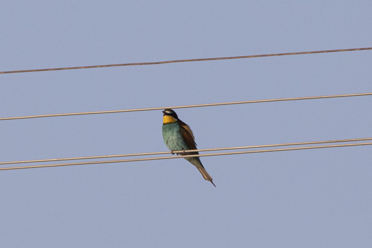 European Bee-eater - ML581073891