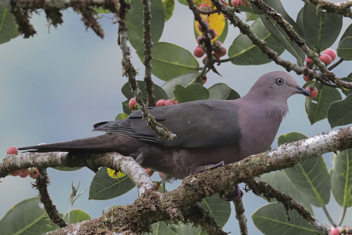 Plumbeous Pigeon - ML581073931