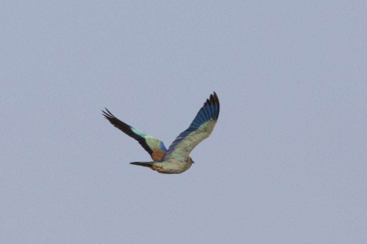 European Roller - ML581074041