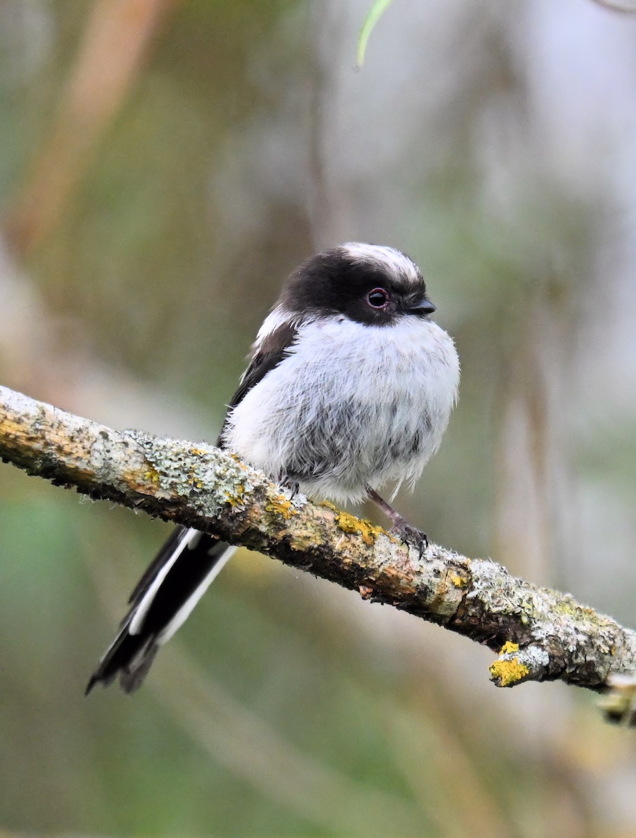 Long-tailed Tit - ML581074461