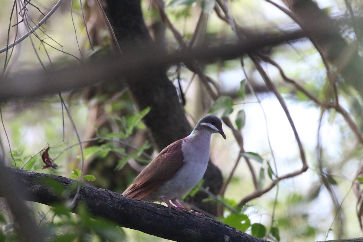 Key West Quail-Dove - Erick Bermúdez