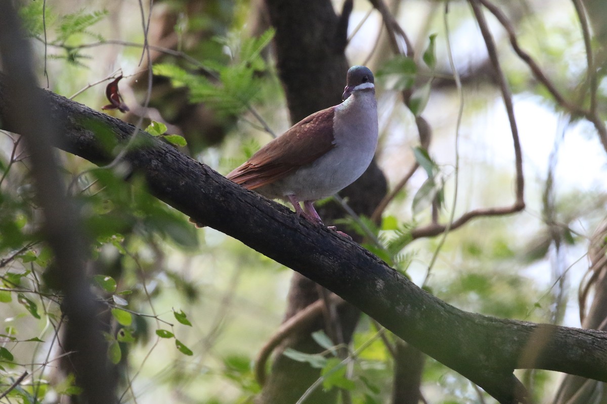 Key West Quail-Dove - ML581074531