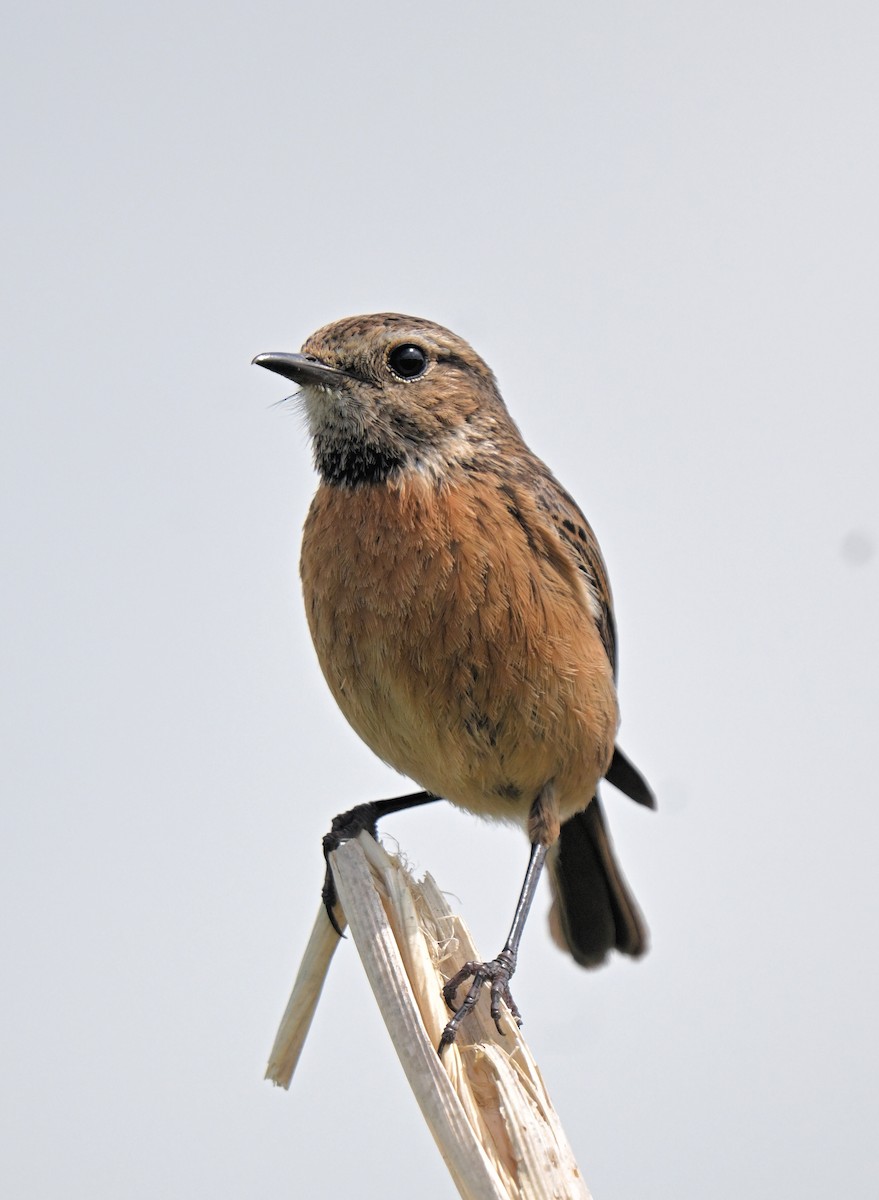 European Stonechat - ML581074611