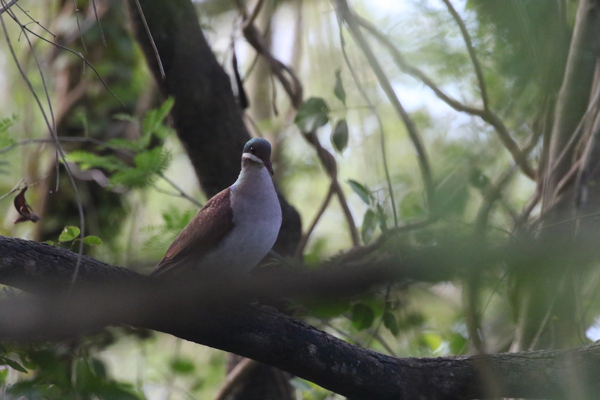 Key West Quail-Dove - ML581074941