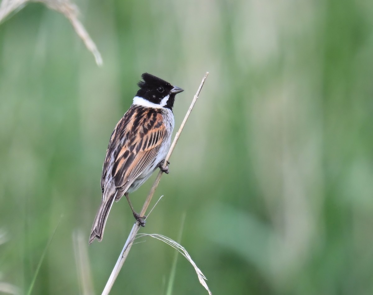 Reed Bunting - ML581074991