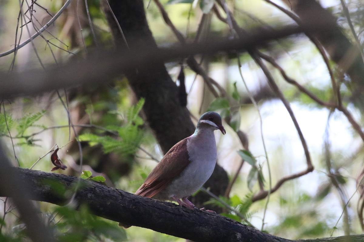 Key West Quail-Dove - ML581075091