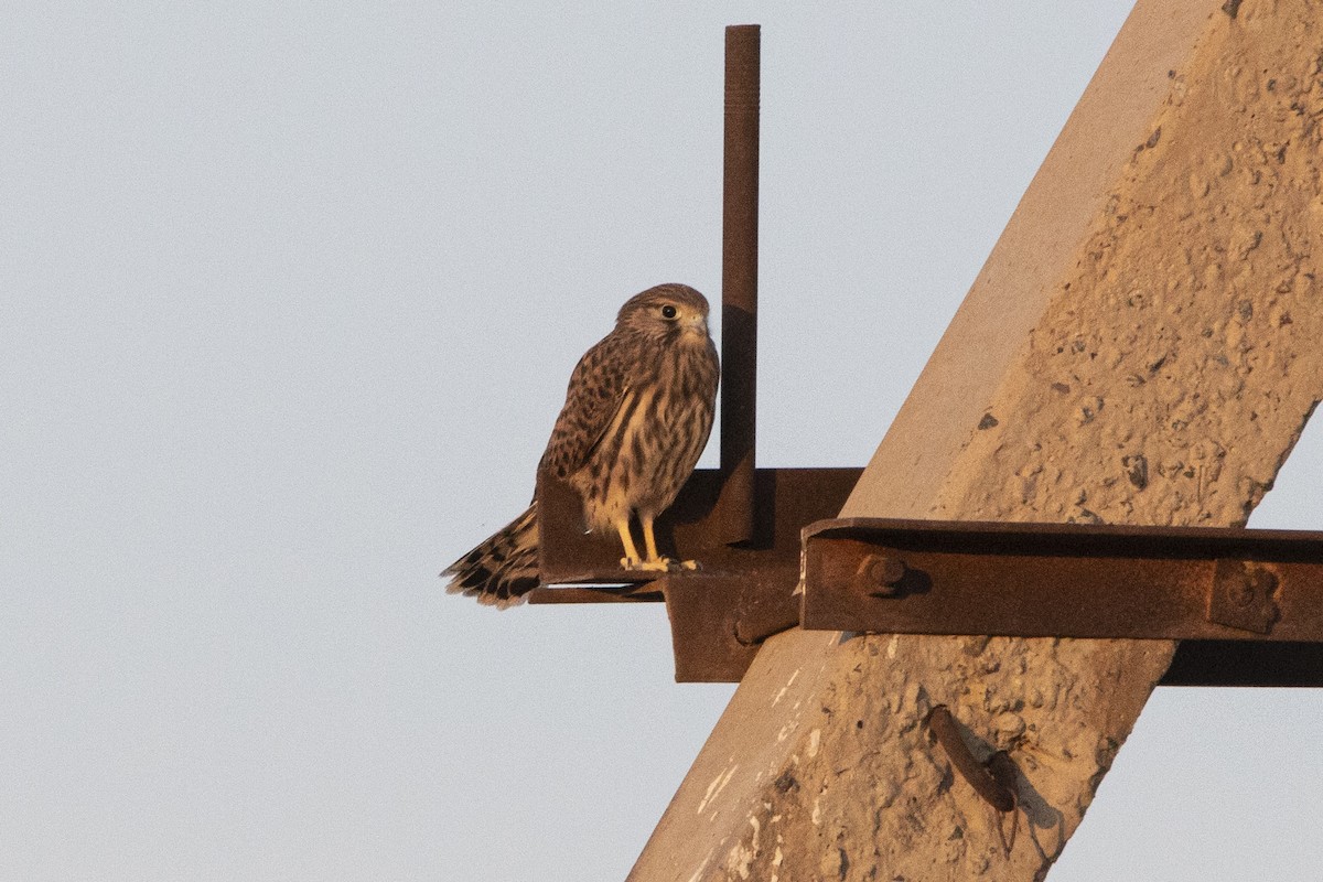 Eurasian Kestrel - ML581075511