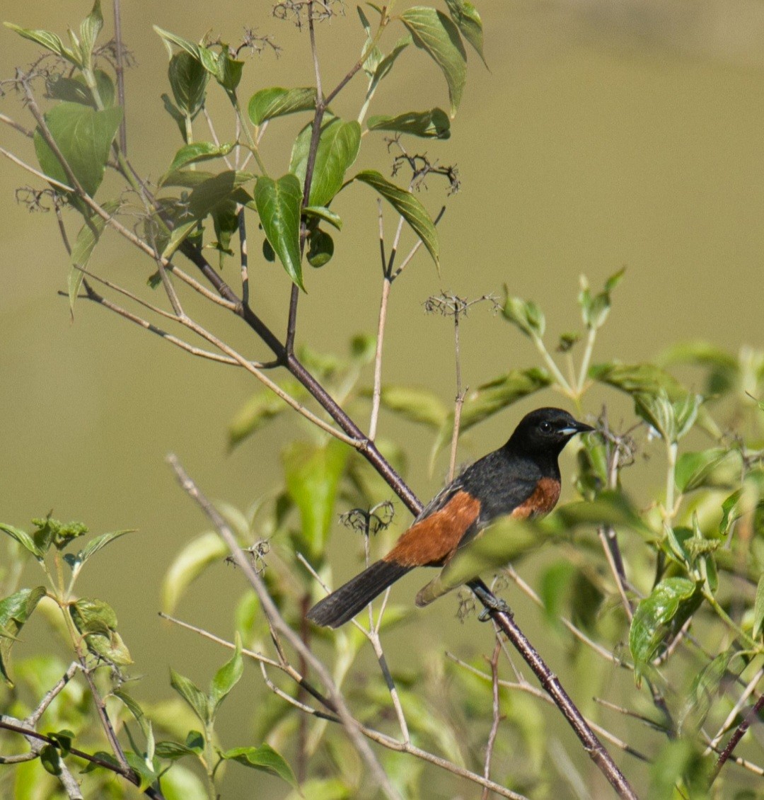 Orchard Oriole - ML581075671