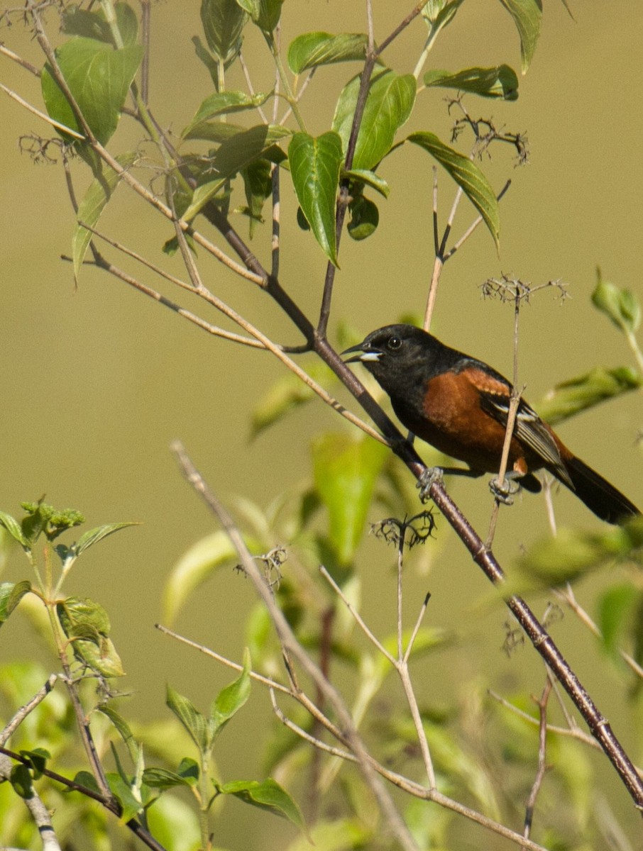 Orchard Oriole - ML581075681