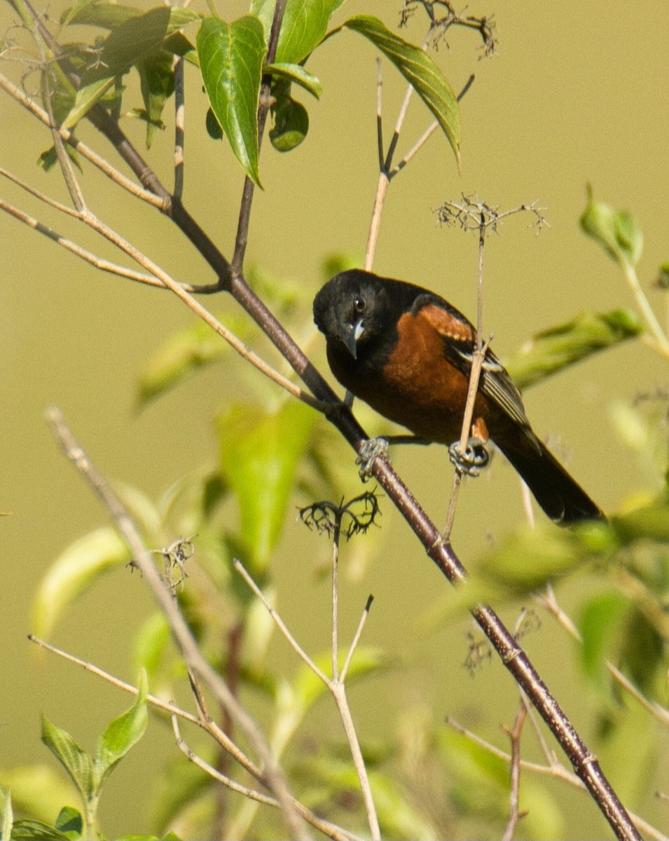 Orchard Oriole - ML581075691