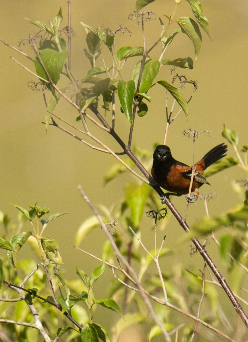 Orchard Oriole - ML581075701