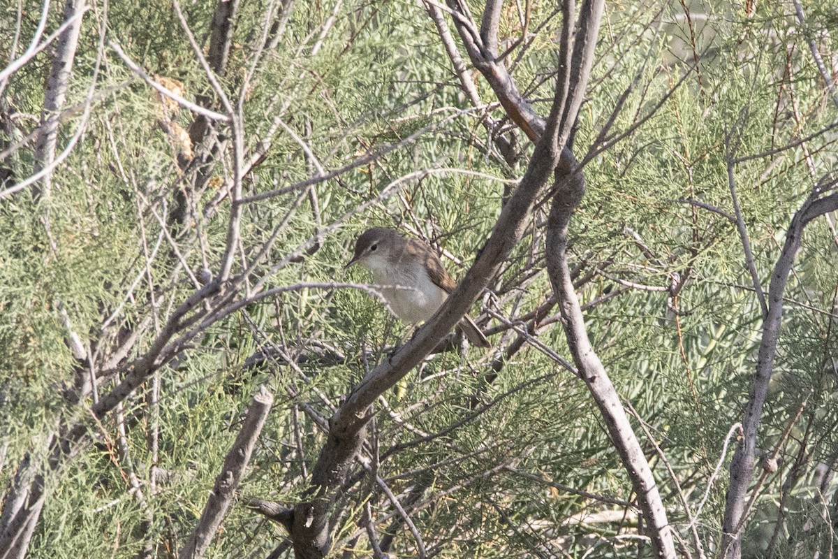 Sykes's Warbler - Nazes Afroz