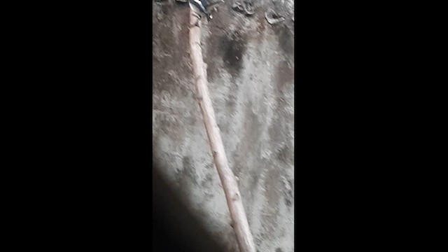 鵲鴝 - ML581076211