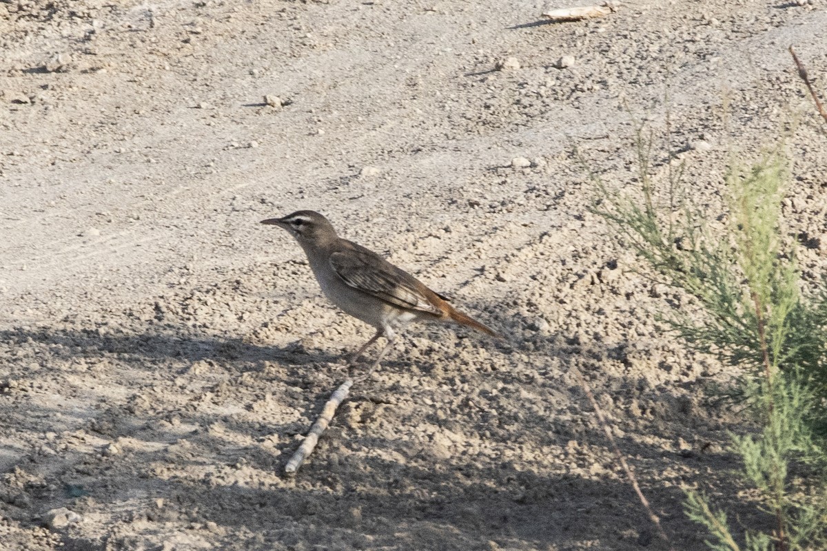 Rufous-tailed Scrub-Robin - ML581076611