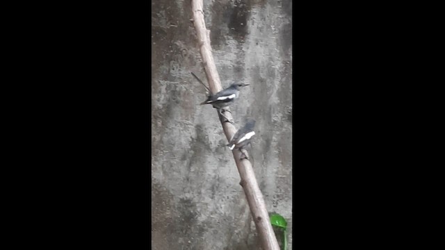 鵲鴝 - ML581076621