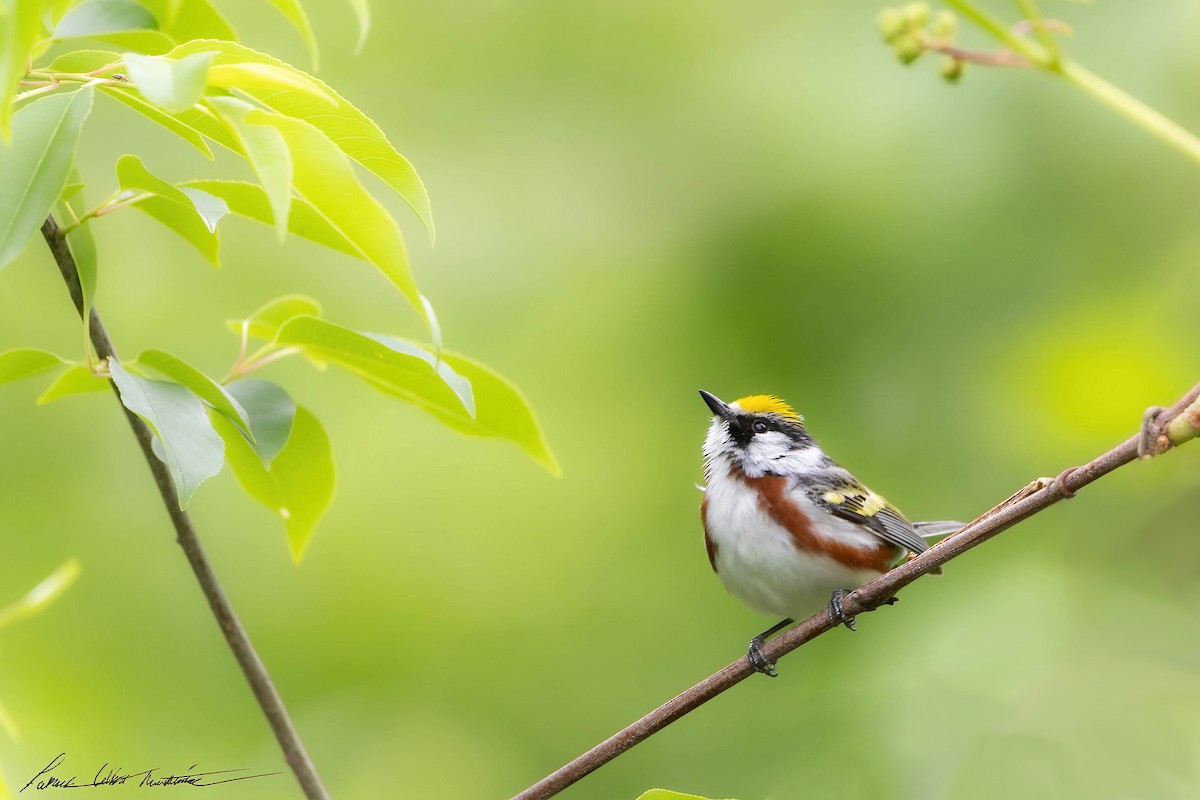 Chestnut-sided Warbler - ML581076731