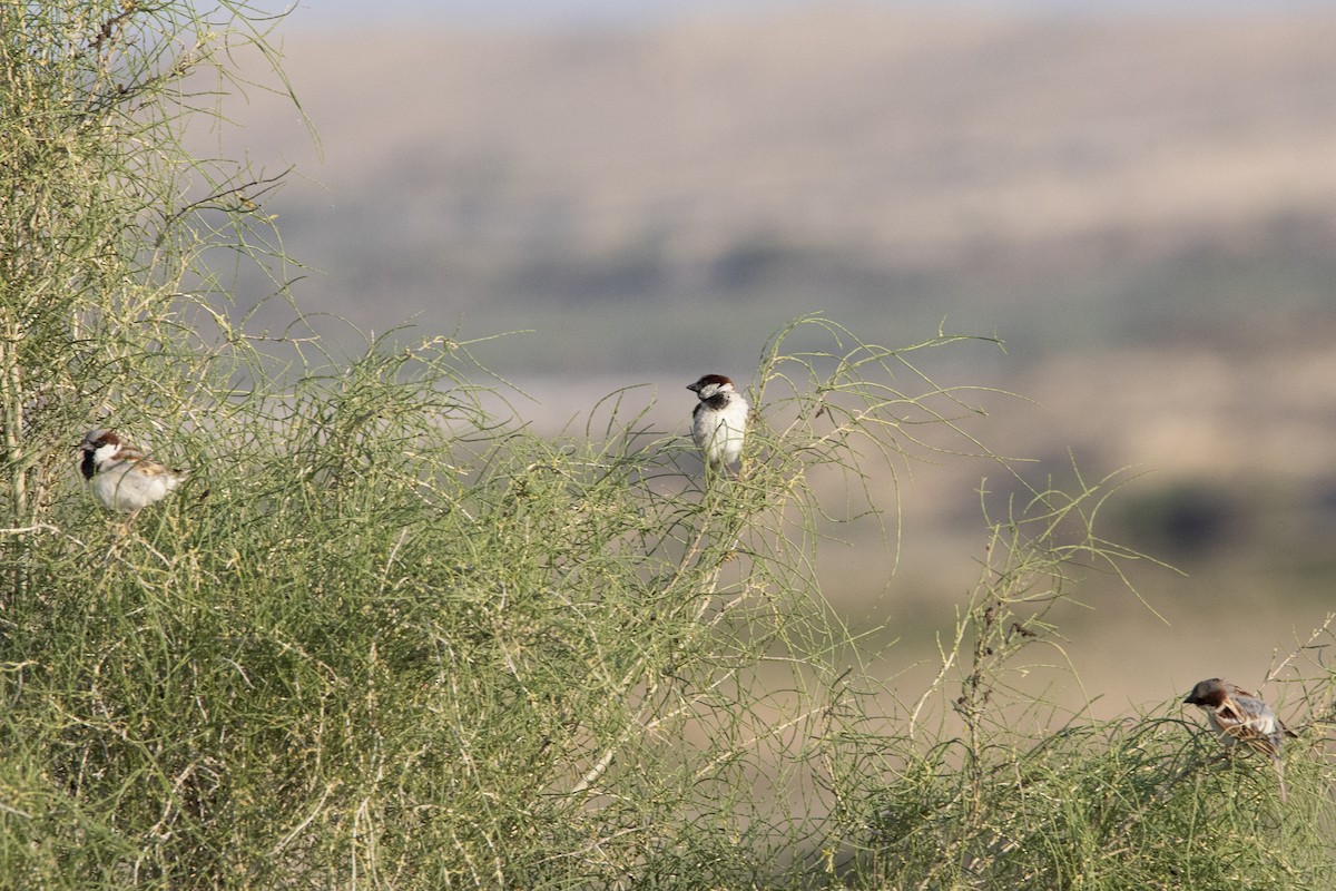 Горобець хатній - ML581076771