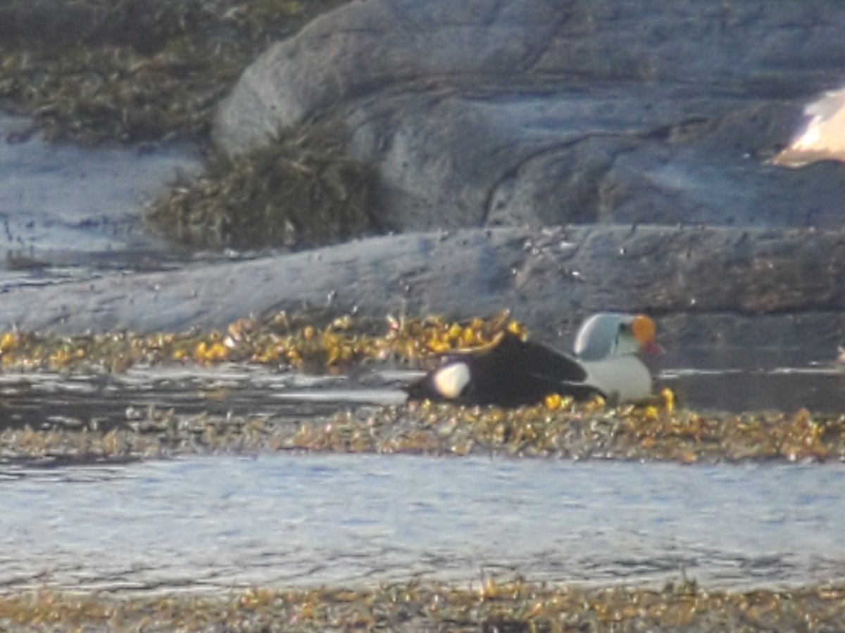 King Eider - ML581077071