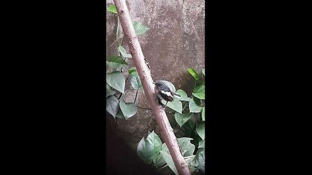 鵲鴝 - ML581077191