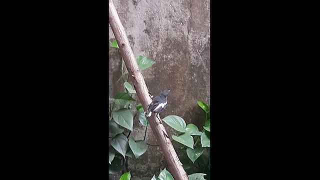 鵲鴝 - ML581077531