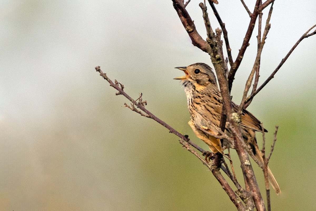 Lincoln's Sparrow - Sherman Garnett