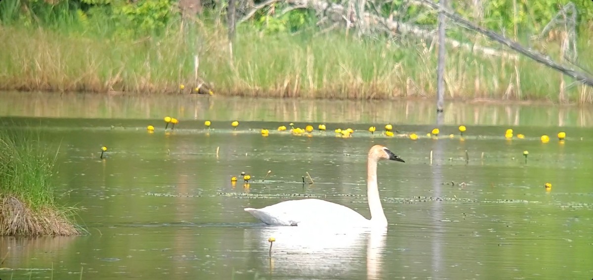 Trumpeter Swan - ML581077611