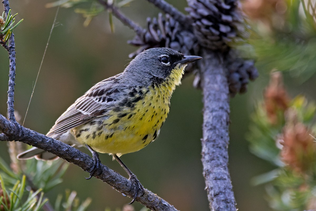 Kirtland's Warbler - ML581077901