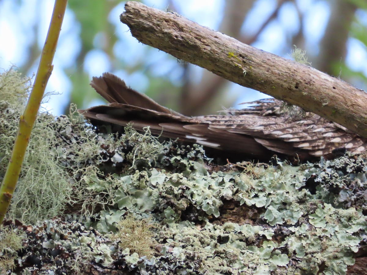 Lesser Nighthawk - ML581077961