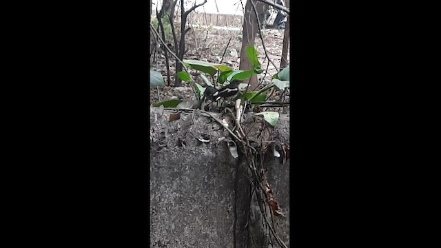 鵲鴝 - ML581078031