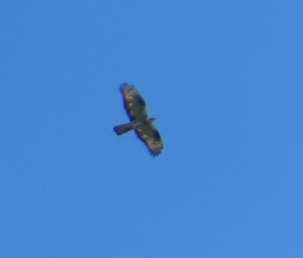 European Honey-buzzard - ML581078361