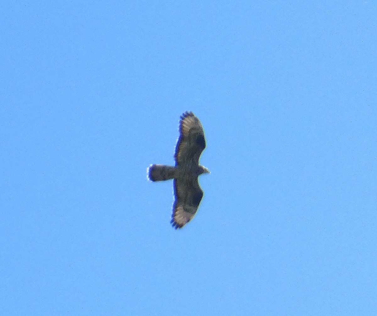 European Honey-buzzard - ML581078371