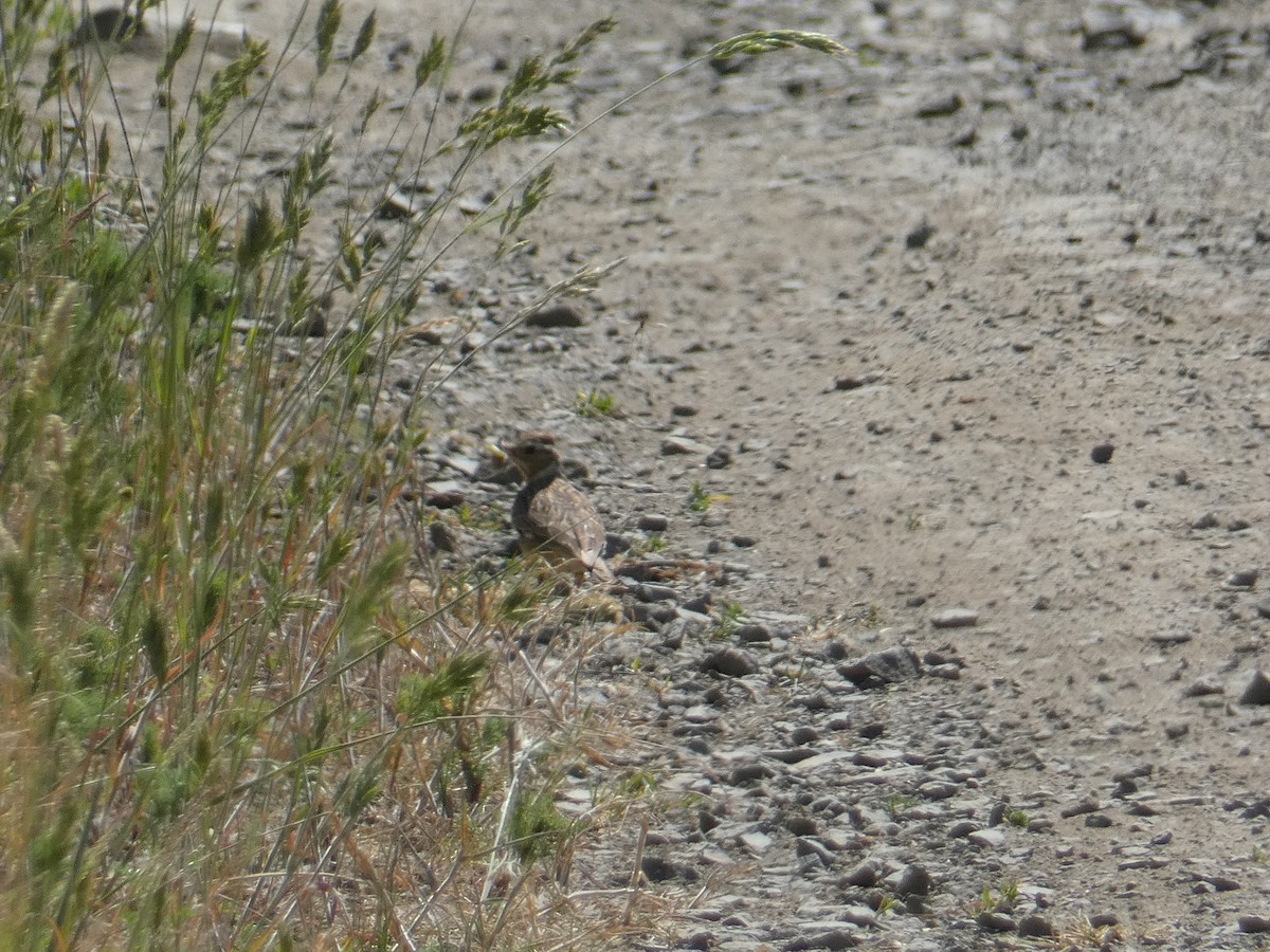 Wood Lark - ML581078491