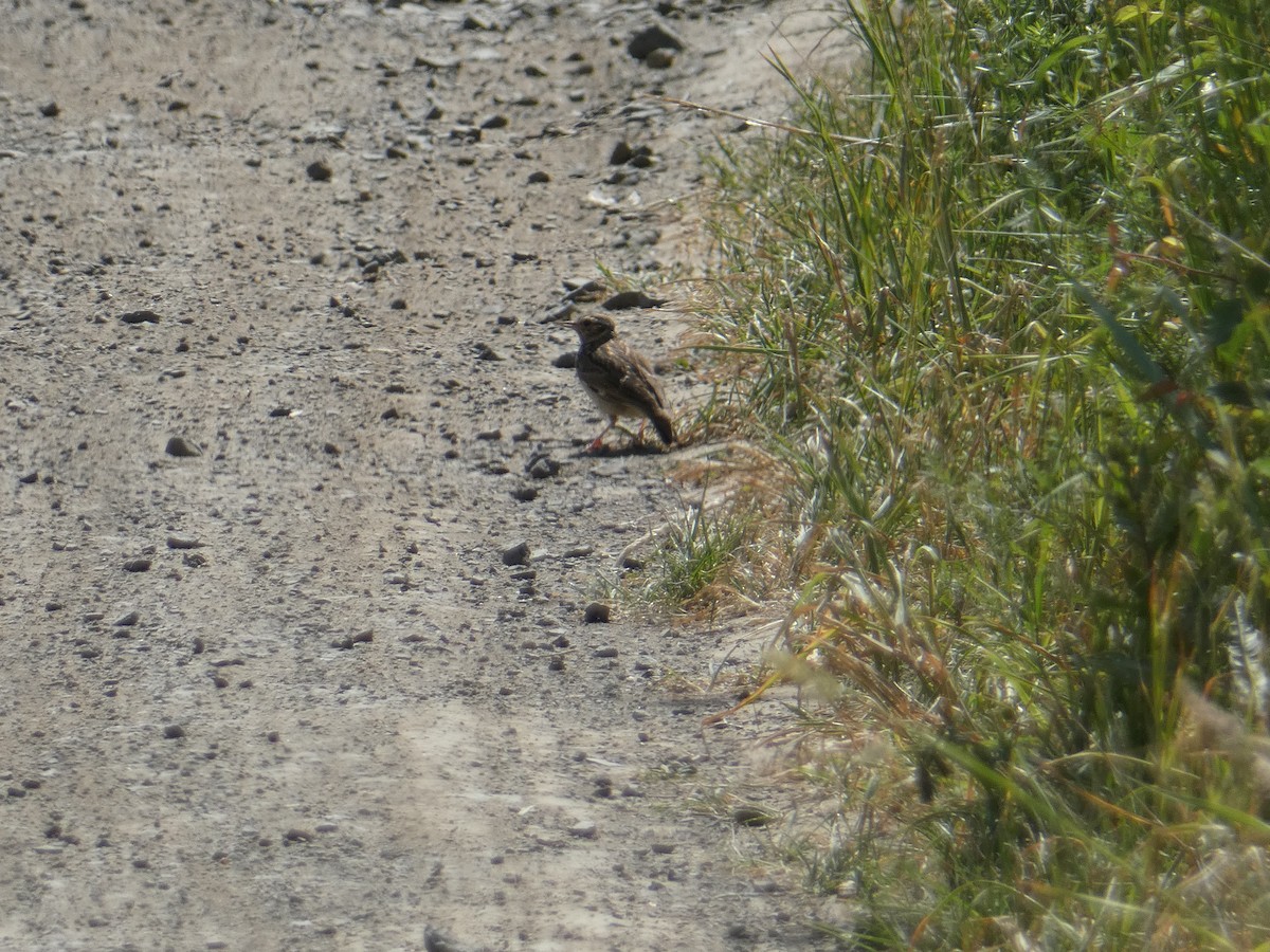 Wood Lark - ML581078501