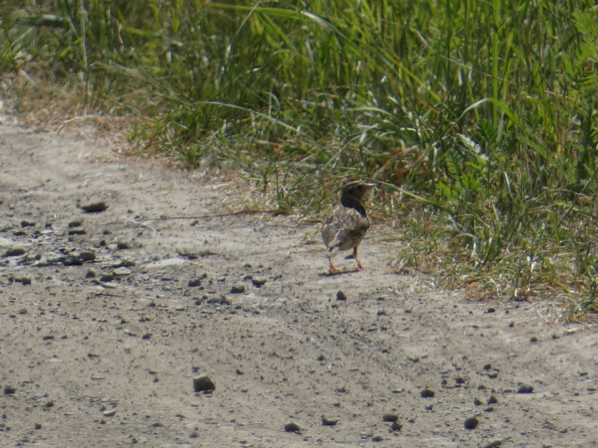 Wood Lark - ML581078511