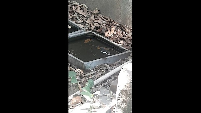 鵲鴝 - ML581078621