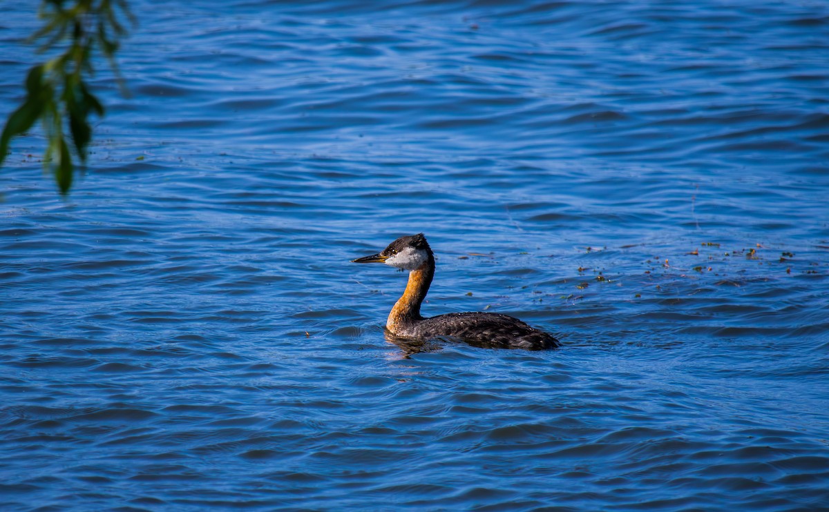 Red-necked Grebe - ML581079171