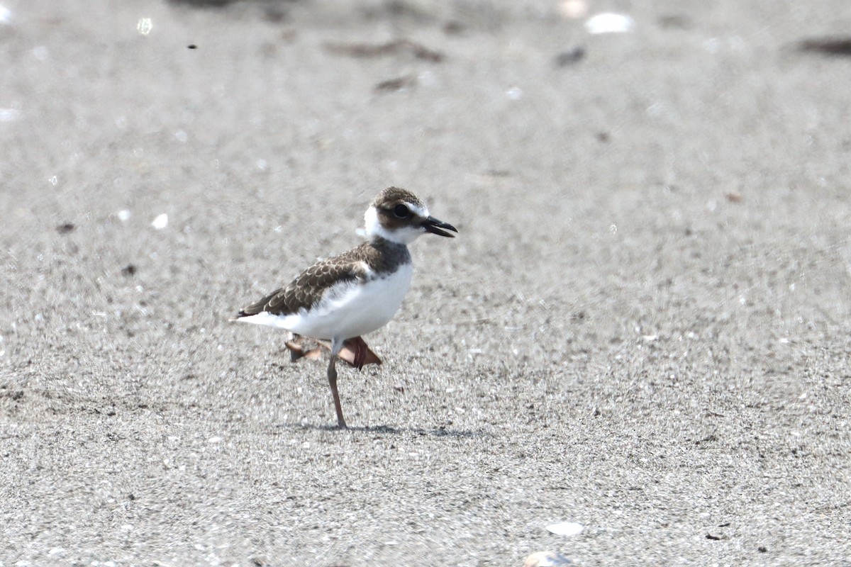 Wilson's Plover - ML581082331