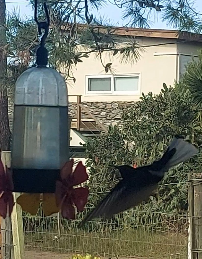 kolibřík černobílý - ML581082391