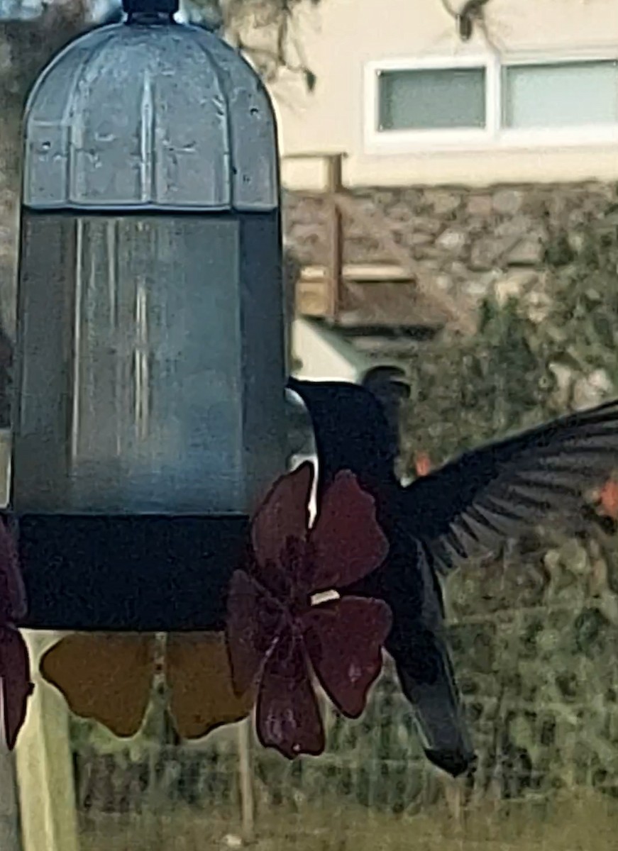 kolibřík černobílý - ML581082461